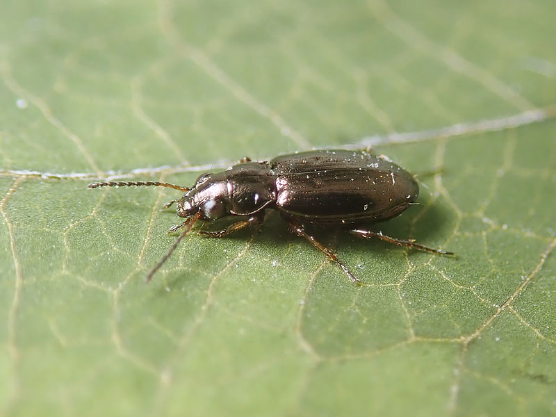 Carabidae: Bembidinae da identificare: Metallina ambigua